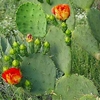 Prickly Pear Cactus1