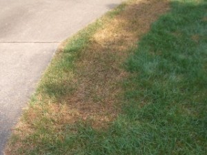 Repairing Your Lawn from Salt Damage