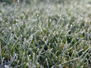 February Lawn Care Tips