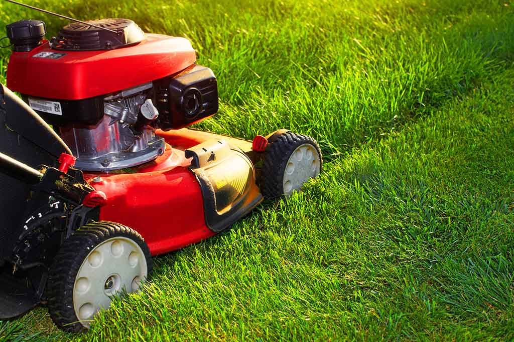 keep your lawn green all summer