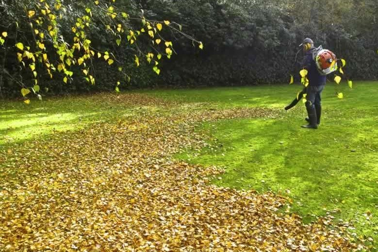 Leaf Cleanup