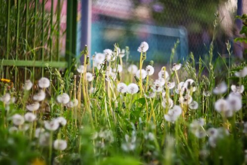 Warning Signs of Lawn Disease