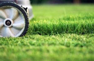 how to make your lawn thicker and greener