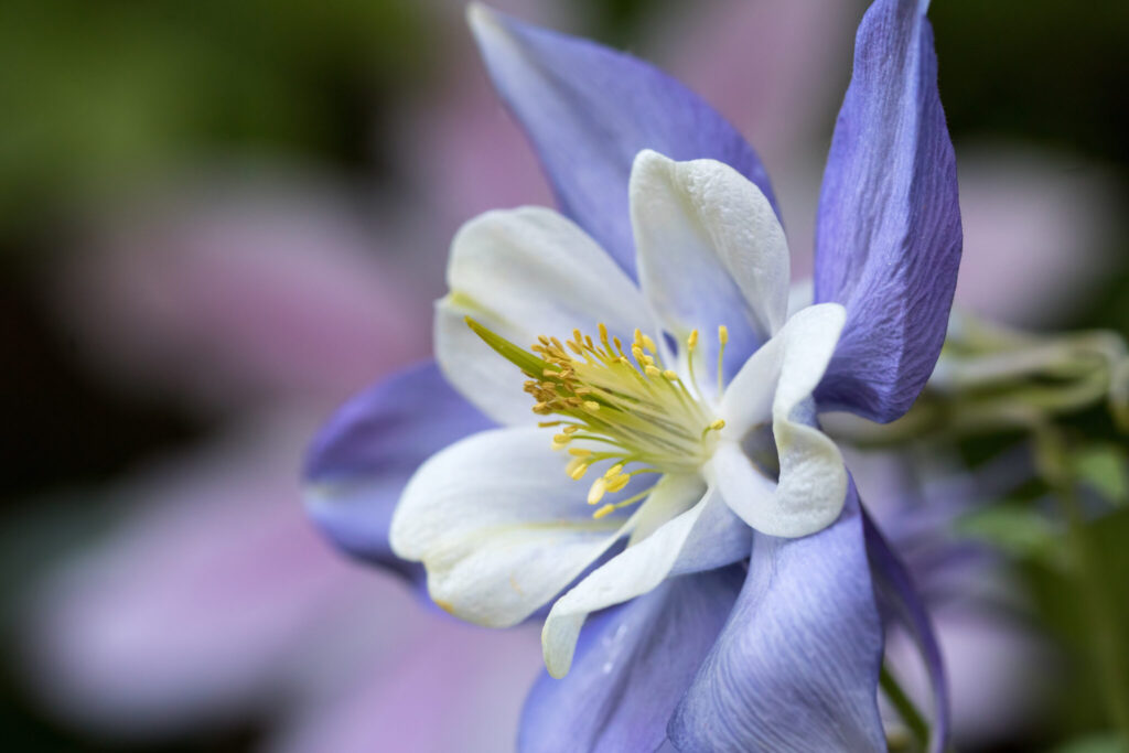 Colorado Native Plants