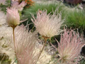 Drought Tolerant Plants