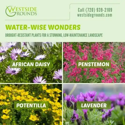 drought tolerant plants colorado