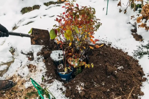 A Guide to Planting Plants in Winter: Tips for a Thriving Garden