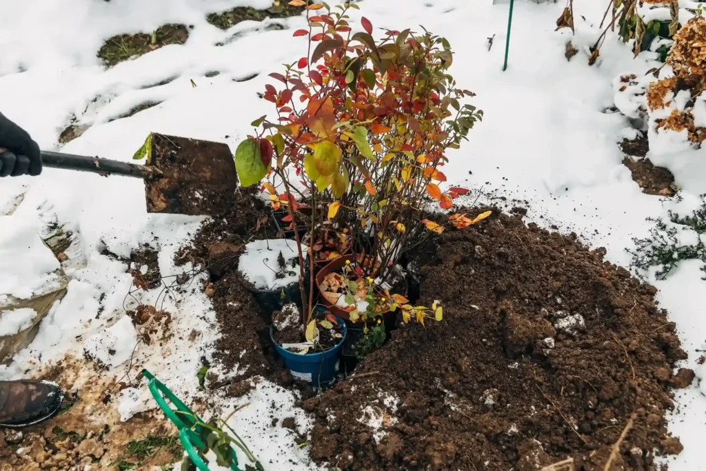 Planting Plants in winter
