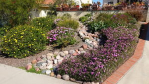 drought tolerant landscaping colorado